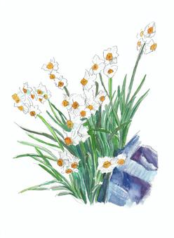 Illustration, narcissus, plant, watercolor painting, 