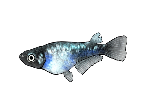 改良メダカ【墨武】 メダカ,めだか,改良メダカ,墨武,魚,淡水魚のイラスト素材