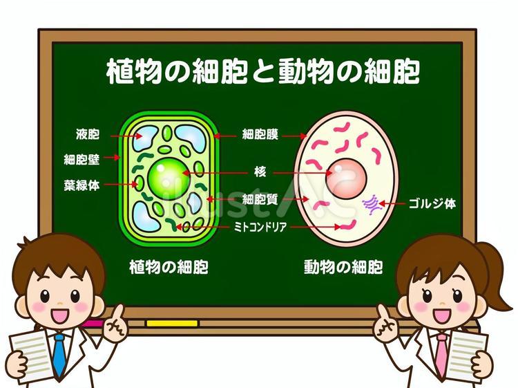 植物細胞と動物細胞の説明をする小学生 植物細胞,動物細胞,細胞のイラスト素材