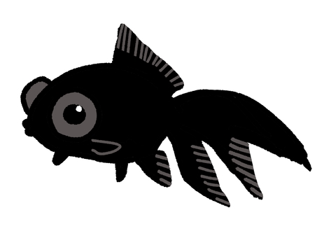 かわいい黒い出目金ちゃん 生き物,魚,飼育,金魚,デメキン,黒出目金,かわいい,シンプル,オリジナル,イラストのイラスト素材