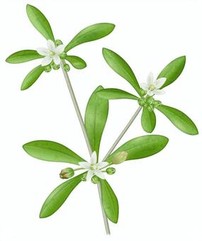 クルマバザクロソウ／2 クルマバザクロソウ,車葉柘榴草,白,花,夏,秋,雑草,野草,外来種,帰化のイラスト素材