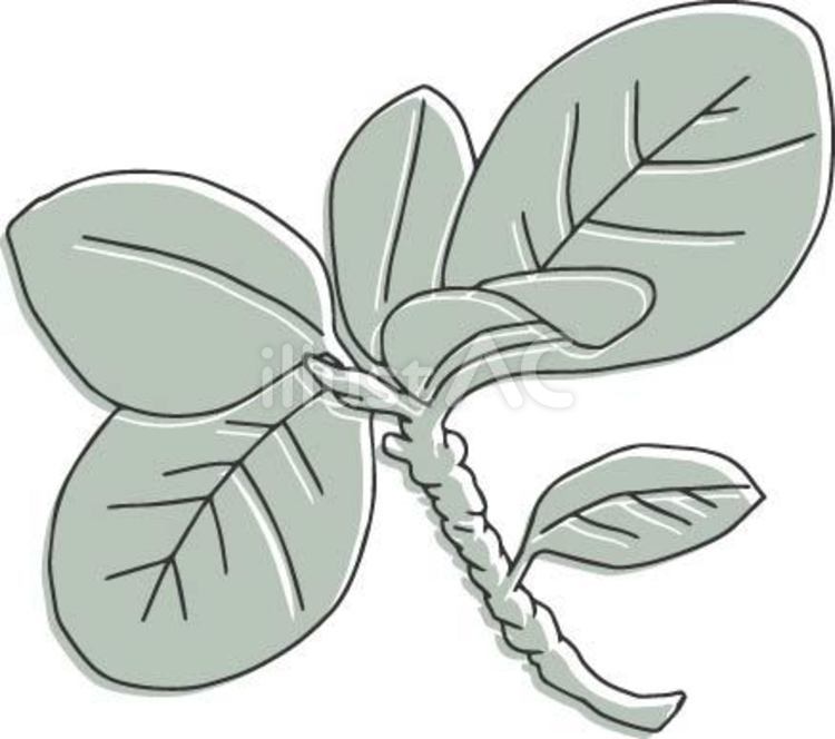 公園の樹2 植物,葉っぱ,観葉植物のイラスト素材