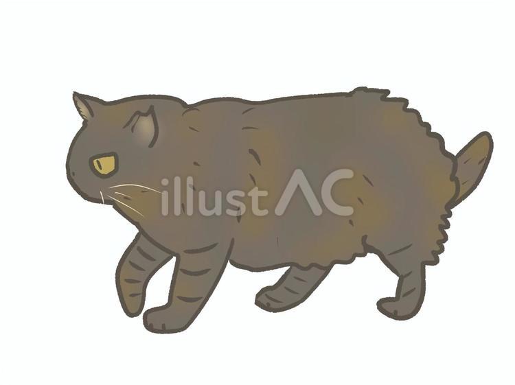 野良猫ちゃん ネコ,動物,生物のイラスト素材