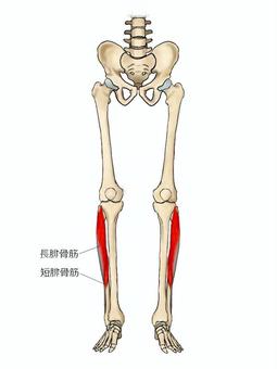長・短腓骨筋のイラスト 長腓骨筋,筋,短腓骨筋,筋肉,ガイコツ,解剖,骨,モデル,骨格,解剖学のイラスト素材