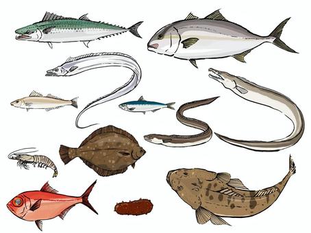 海の幸セット2 魚,海水魚,海の幸,セット,サワラ,カンパチ,キス,タチウオ,ハモ,アナゴのイラスト素材