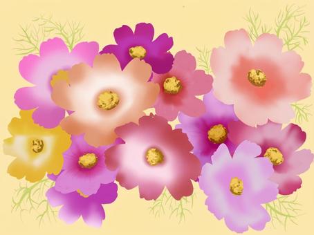 コスモス 秋桜,花,ピンク,花束,奇麗,シンプル,可愛い,秋,オレンジのイラスト素材