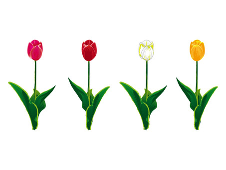 Illustration, tulip, pink, red, 