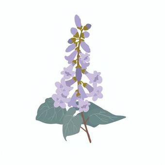 桐 小学校,中学校,高校,教材,授業,社会,フジ,藤の花,花,植物のイラスト素材