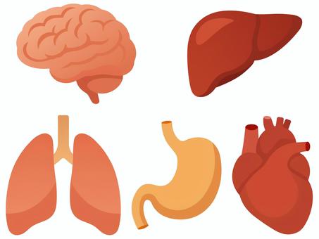 健康な臓器（脳・肝臓・肺・胃・心臓） 脳,脳みそ,肝臓,肺,胃,胃袋,心臓,臓器,内臓,挿絵のイラスト素材