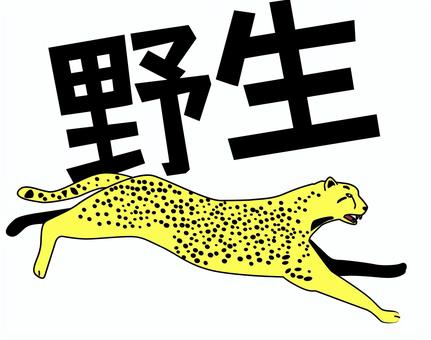 ヒョウ野生 ヒョウ,野生,猛獣,肉食,動物,サファリ,アフリカ,走る,漢字のイラスト素材