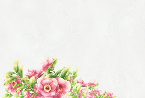 サザンカの花枠 冬,花,サザンカ,12月,１月,植物,イラスト,手描き,水彩,フレームのイラスト素材
