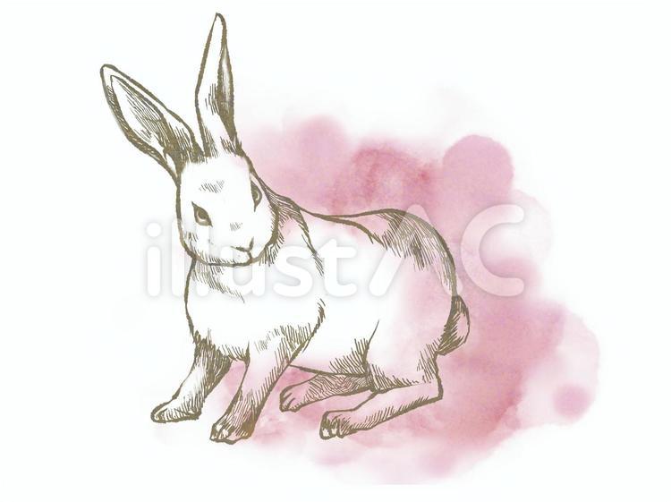 ウサギ　線画水彩 ウサギ,線画,水彩のイラスト素材