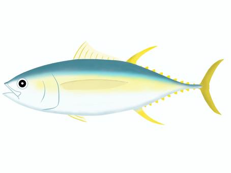 キハダマグロ マグロ,キハダ,刺身,赤身,外洋のイラスト素材