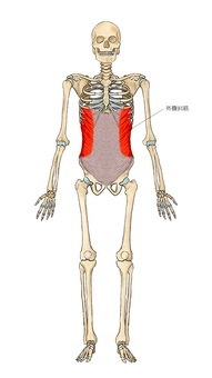 骨格と外腹斜筋 骨格と外腹斜筋 外腹斜筋,筋,筋肉,ガイコツ,解剖,骨,モデル,骨格,解剖学,スケルトンのイラスト素材