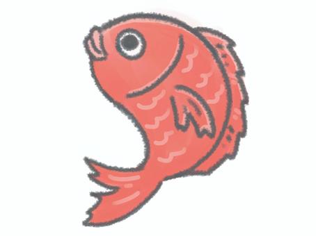 Illustration, red snapper, fish, creatures, 