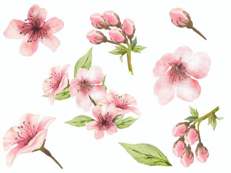 櫻花零件組, 樱花, 花, 春天, JPG 和 PNG
