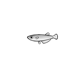 メダカ メダカ,魚,観賞魚,淡水魚,かわいい,シンプル,デフォルメ,ゆるい,手描き,手書きのイラスト素材