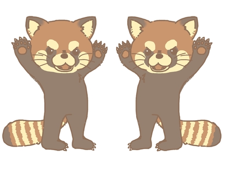 レッサーパンダ 動物,レッサーパンダ,威嚇のイラスト素材