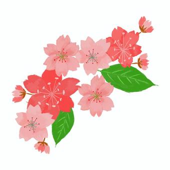 Cherry blossom colors, JPG and PNG Cherry blossom colors, spring, cherry-blossom viewing, cherry blossoms, JPG and PNG