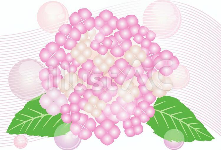 アジサイ　ピンクver アジサイの花,あじさいの花,紫陽花の花のイラスト素材
