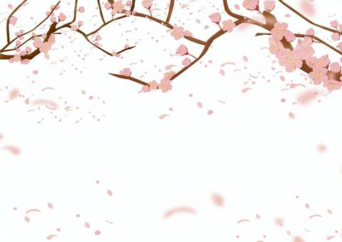 桜のフレーム背景2 桜,春,フレーム,花びら,桜吹雪,ソメイヨシノ,花,満開,メッセージ,かわいいのイラスト素材