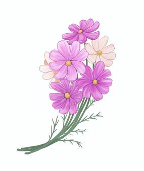 秋桜の花束のイラスト コスモス,ピンク,白,秋,手描き,秋桜,花束,植物,花,草花のイラスト素材