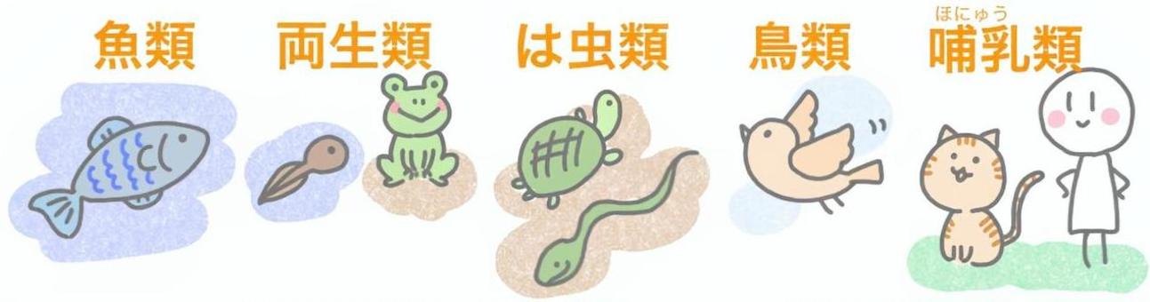 中学理科動物の分類 中学理科,理科,生物,動物,分類のイラスト素材