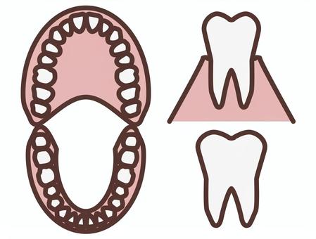 teeth, JPG, PNG and EPS teeth, ضرس, فم, الأسنان الدائمة, JPG, PNG and EPS