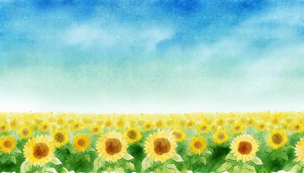 sunflower field, sunflower, sunflower field, flower, JPG