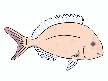 Red sea bream Red sea bream