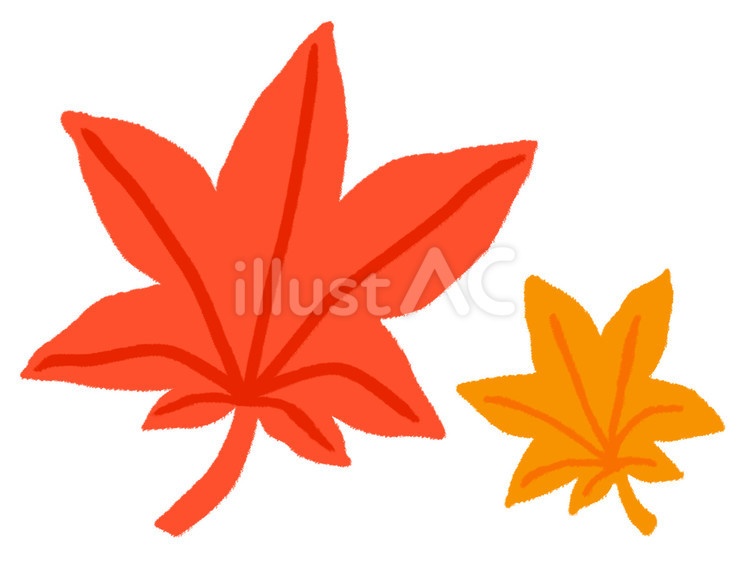 赤とオレンジの二枚のもみじの葉っぱ もみじ,紅葉,カエデのイラスト素材