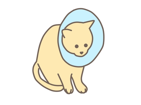 エリザベスカラーを付けられた猫 動物,ペット,犬,猫,獣医,獣医師,治療,動物病院,エリザベスカラー,かわいいのイラスト素材