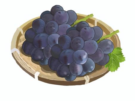 ピオーネ（ざる付き） ピオーネ,ぶどう,食べ物,秋,果物,大粒,房,紫黒色,巨峰,果樹のイラスト素材