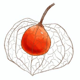 透かしほおずき 鬼灯,透かし,植物,水彩,鉛筆のイラスト素材