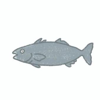 魚　銀鱈 魚,銀鱈,タラ,鮮魚,魚屋,海,海洋,水族館,生き物,生物のイラスト素材