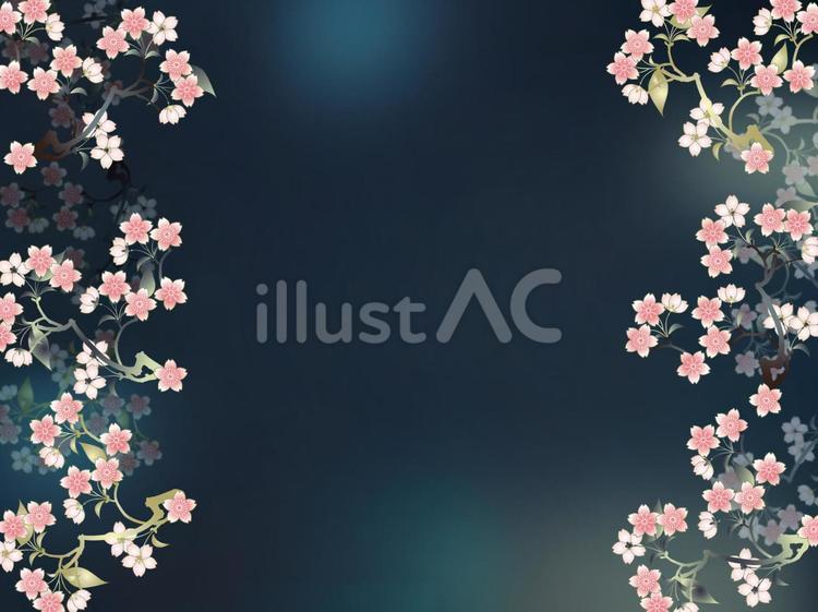 満開の夜桜 夜桜,桜,背景のイラスト素材