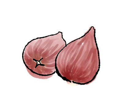 いちじく いちじく,イチジク,無花果,夏,夏の果物,秋,秋の果物,手書き,フルーツのイラスト素材