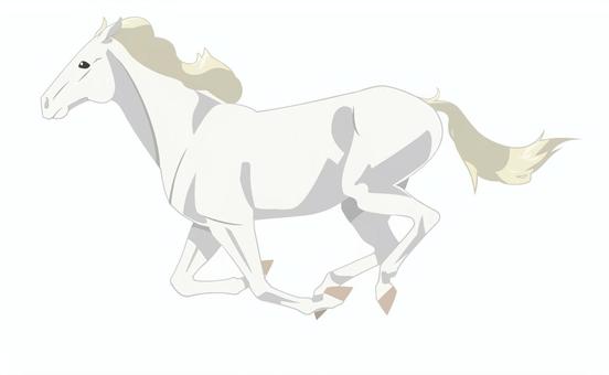 走るウマ（白毛）_5