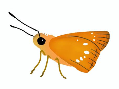 チャバネセセリ 生き物,虫,昆虫,蝶々,ちょう,チャバネセセリ,オリジナル,かわいい,イラスト,挿し絵のイラスト素材