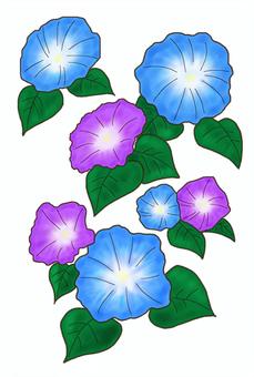 Illustration, morning glory, flower, summer, 