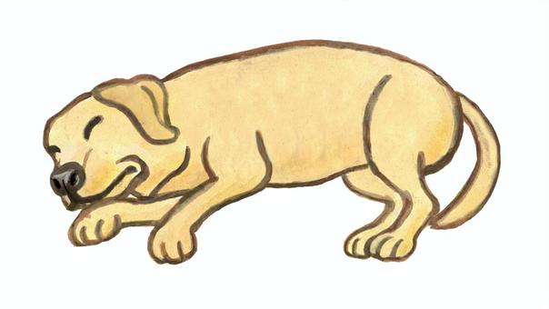 寝ている犬 犬,寝る,眠る,昼寝,休息,リラックス,ラブラドールレトリバー,洋犬,大型犬,動物のイラスト素材