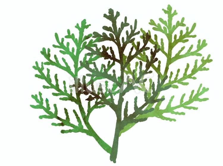 ヒバの葉っぱ　束 ヒバ,葉,植物のイラスト素材