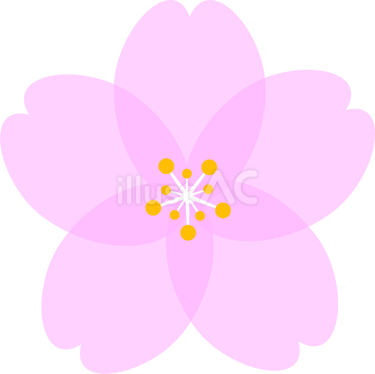 桜の花 ピンク,春,花のイラスト素材