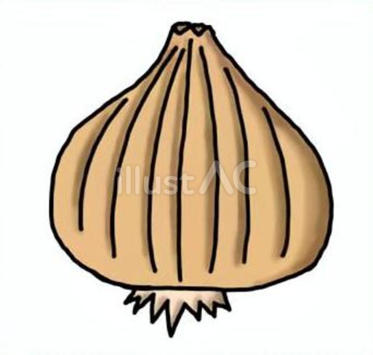 玉ねぎのイラスト 玉ねぎ,野菜,食べ物のイラスト素材
