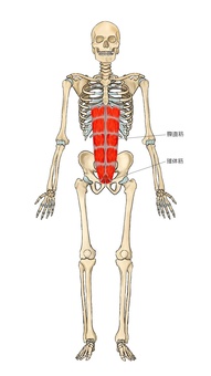 骨格と腹直筋 骨格と腹直筋 腹直筋,錐体筋,筋,筋肉,ガイコツ,解剖,骨,モデル,骨格,解剖学のイラスト素材