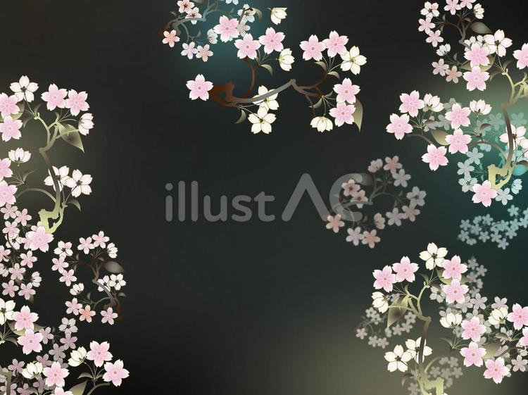 夜桜の花見 フレーム,背景,春のイラスト素材