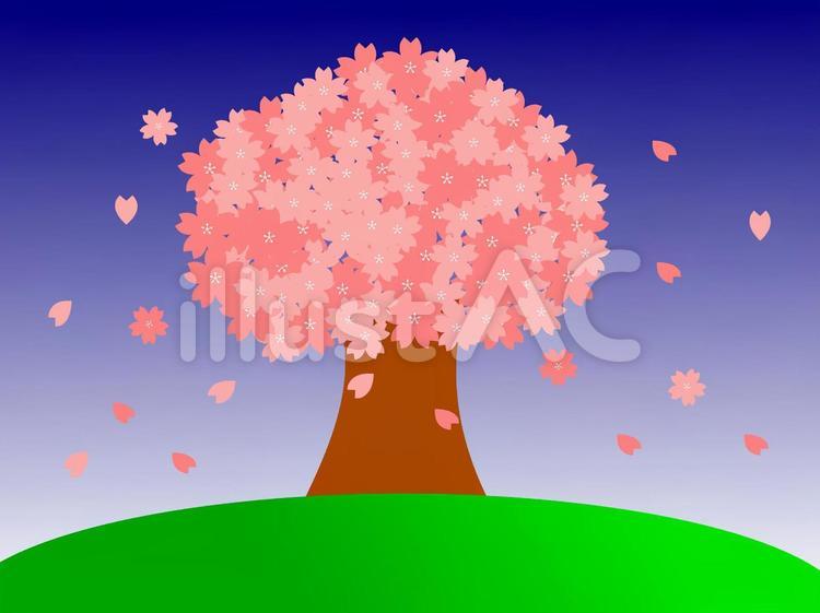 一本桜　満開　夜桜　グラデーション背景 春先,春,ピンクのイラスト素材