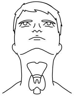 男性の甲状腺 線画 男性の甲状腺 線画 男性,甲状腺,正面,首,線画のイラスト素材