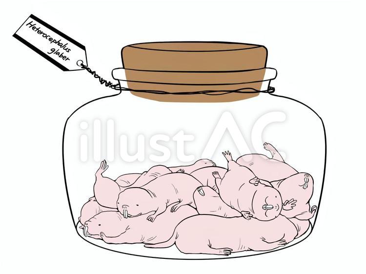 ハダカデバネズミの瓶詰イラスト No 無料イラストなら イラストac