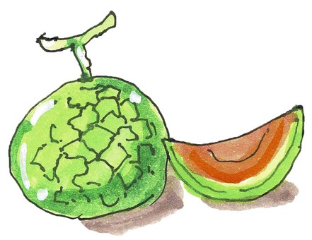 メロンイラスト001 メロン,果物,産地,ハウス栽培,果肉のイラスト素材